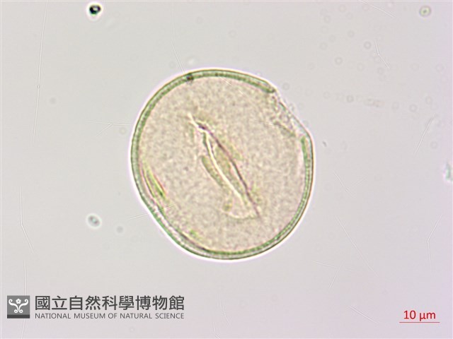 楝、苦楝藏品圖，第3張