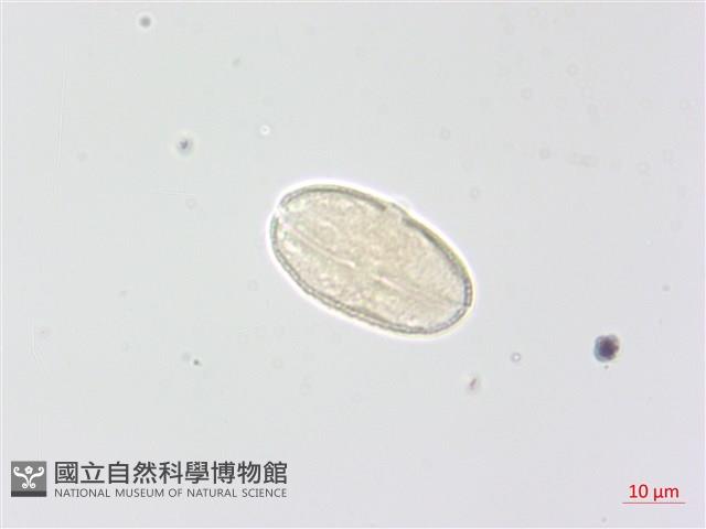 毒芹藏品圖，第2張