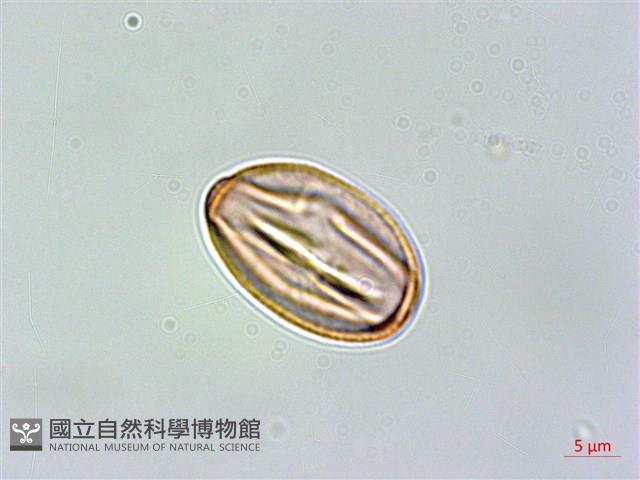 地耳草、小還魂藏品圖，第2張
