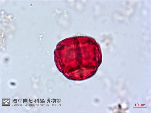 南燭藏品圖，第3張