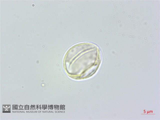 長葉苧麻藏品圖，第2張