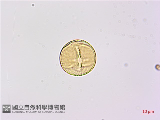 雙節山螞蝗藏品圖，第2張