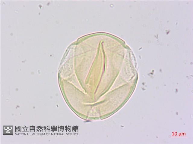 兔尾草藏品圖，第2張