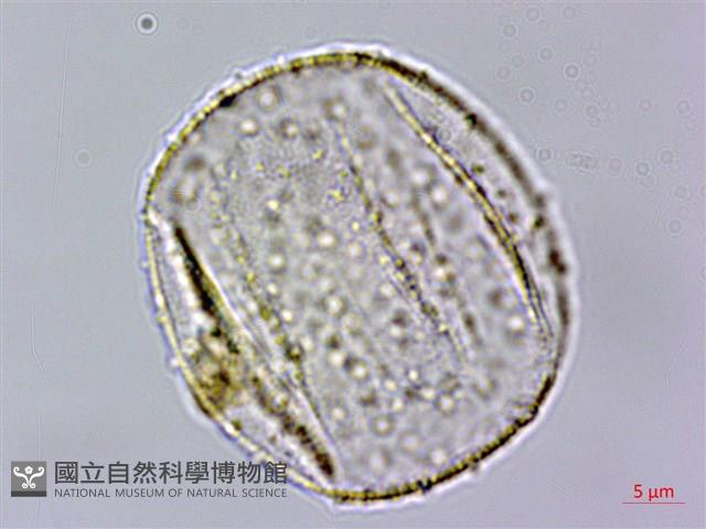 粗鋸齒薺薴藏品圖，第2張