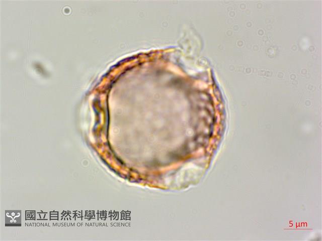 白木蘇花藏品圖，第3張