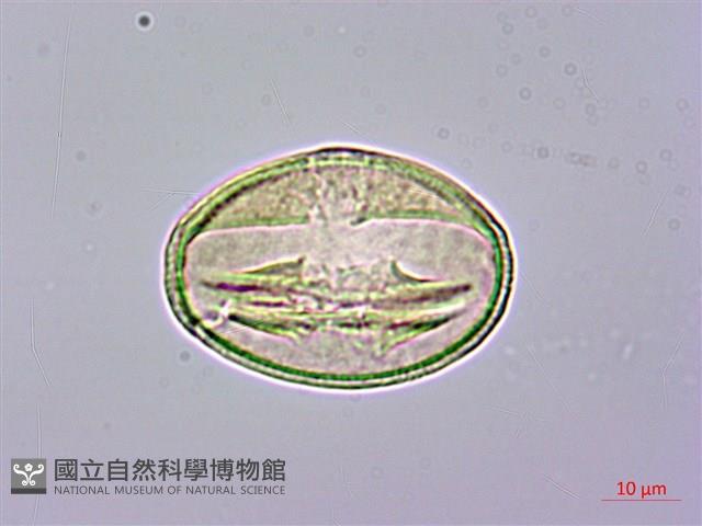 山櫻花、緋櫻花、山櫻桃藏品圖，第2張