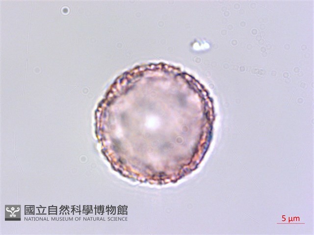 琉球黃楊藏品圖，第2張
