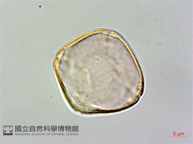 台灣苣苔藏品圖，第2張