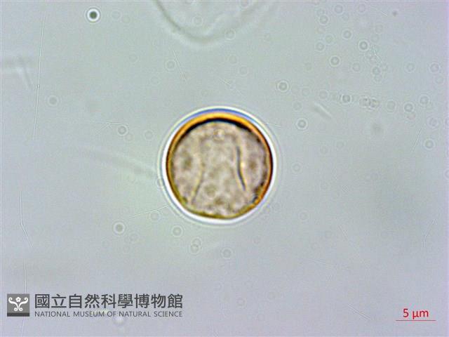 菲律賓扁葉芋、蘭嶼扁葉芋藏品圖，第2張