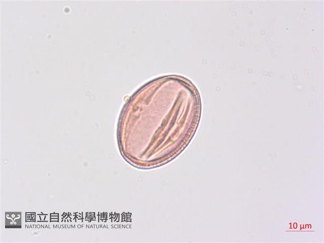 尼泊爾山香園藏品圖，第2張