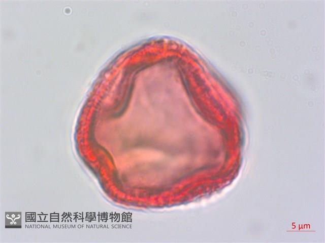 掌葉蘋婆藏品圖，第3張