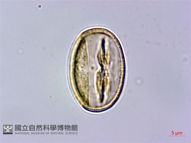 苦懸鉤子藏品圖，第2張