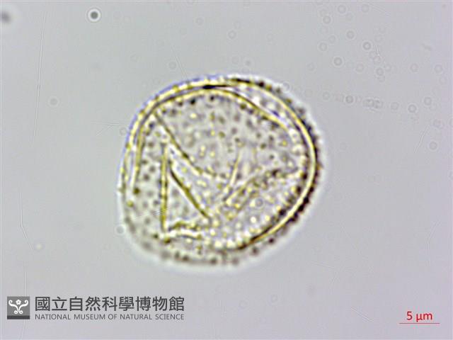 耳葉菝契、抱莖菝契、穿鞘菝契藏品圖，第2張