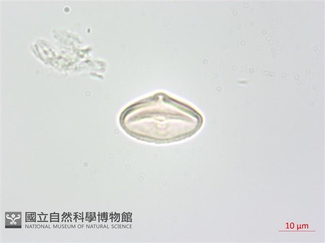 台灣芎窮藏品圖，第2張