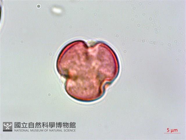 清水金絲桃藏品圖，第2張