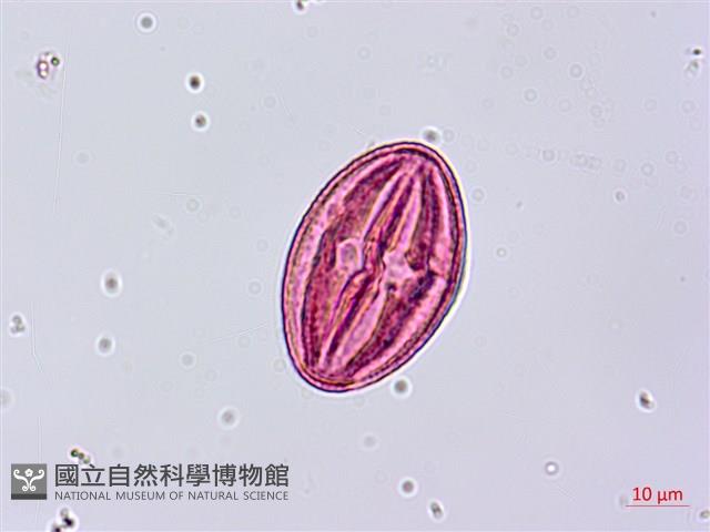 老鴰鈴藏品圖，第2張