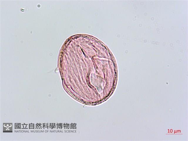 臺灣肺形草藏品圖，第2張