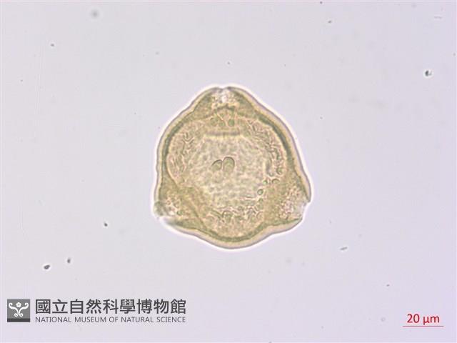 南湖柳葉菜藏品圖，第2張
