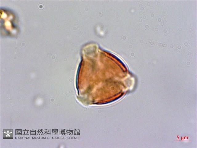 台灣佛甲草、石板菜藏品圖，第3張