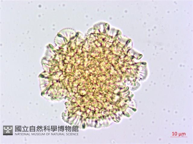 石蓯蓉藏品圖，第2張