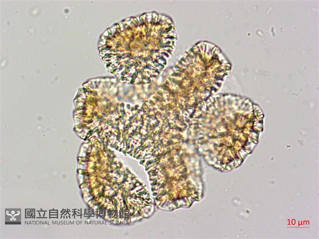 毛西番蓮藏品圖，第3張