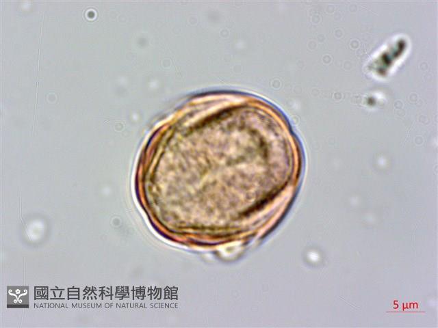 欖仁藏品圖，第3張