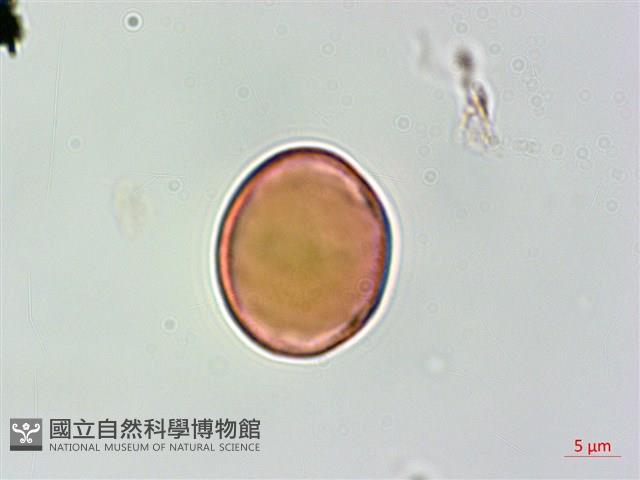 蘭嶼虎皮楠藏品圖，第2張