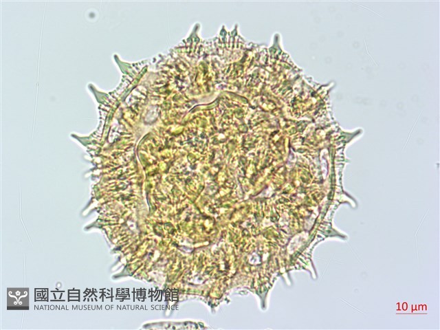 番仔藤藏品圖，第3張
