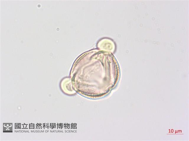 野鴉椿藏品圖，第2張