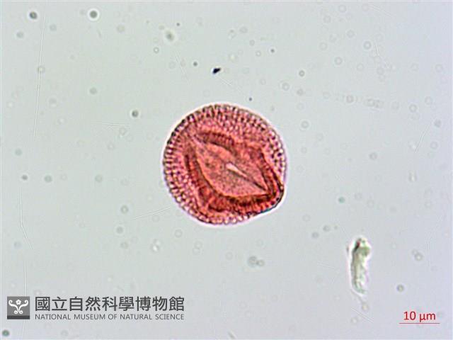 羊角藤藏品圖，第2張