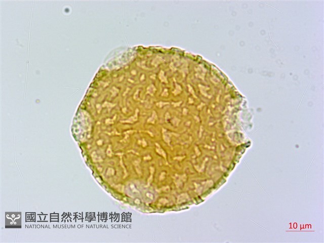刺桐藏品圖，第2張