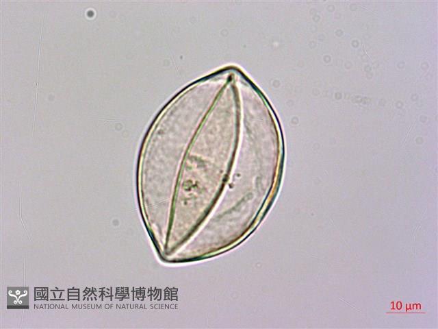 台灣魔芋、亨利氏蒟蒻藏品圖，第2張