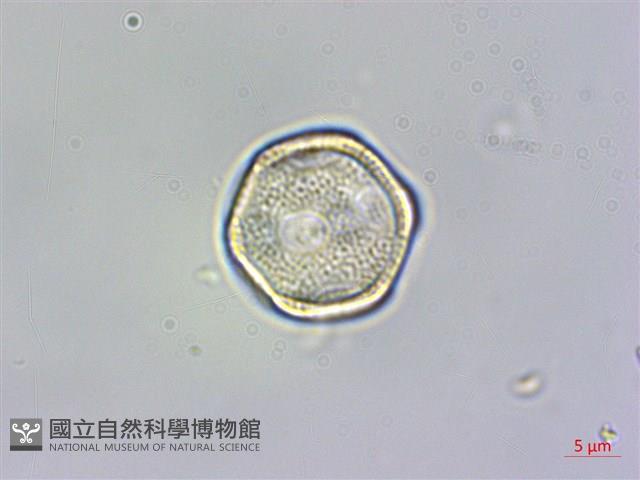 蔓雞冠、絹毛莧藏品圖，第3張