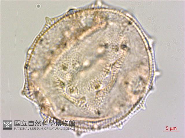 光果田麻藏品圖，第2張