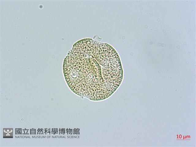 鵝兒腸藏品圖，第2張