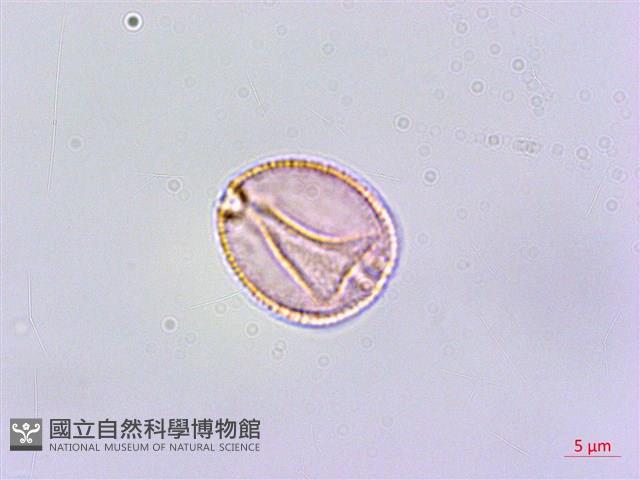 恆春鉤藤藏品圖，第2張