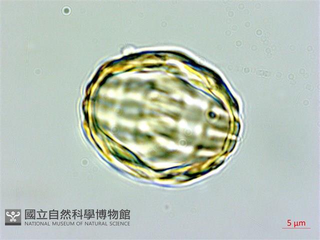 瓜子金藏品圖，第2張