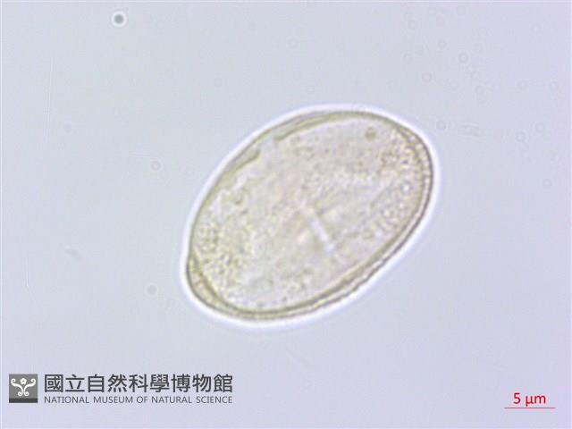 防風藏品圖，第2張