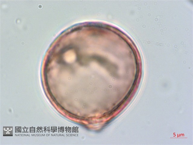 菲律賓胡頹子藏品圖，第2張