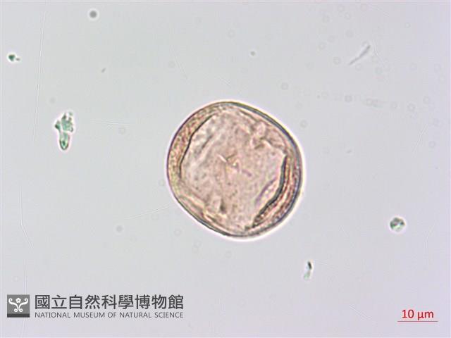 狗尾草藏品圖，第3張