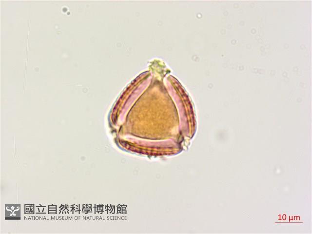 木豆藏品圖，第2張