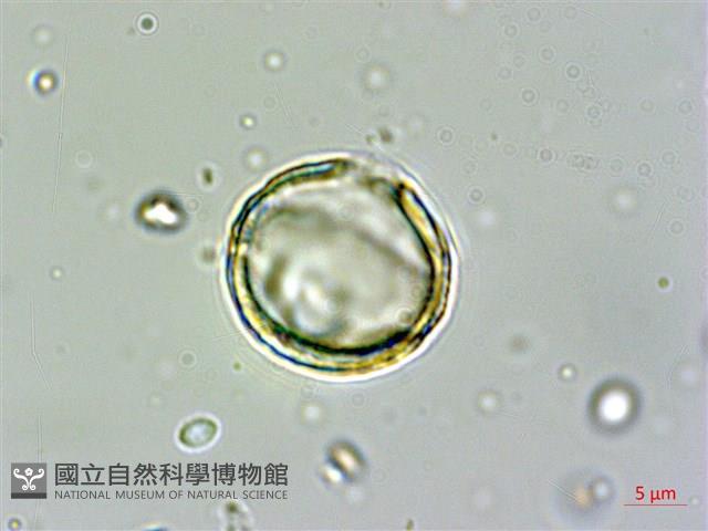 南華南蛇藤，青江藤藏品圖，第3張