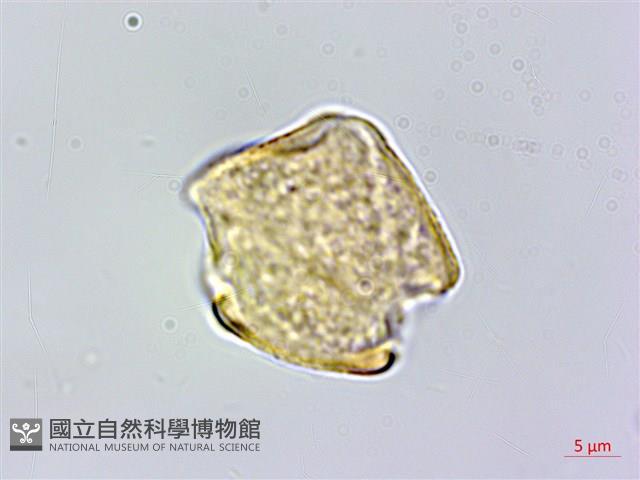 棱子芹藏品圖，第2張