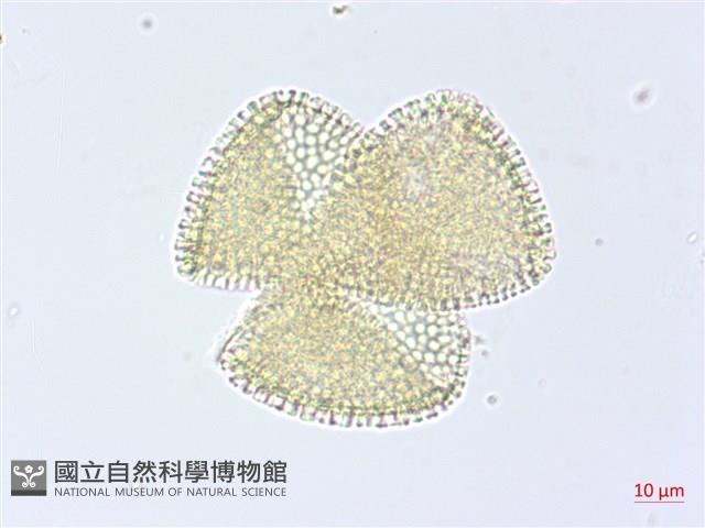 登錄號:S093624藏品圖，第2張