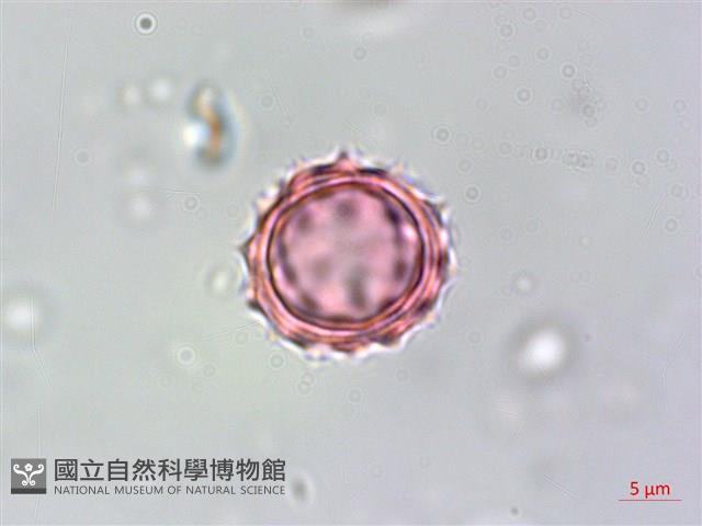 銀膠菊藏品圖，第3張