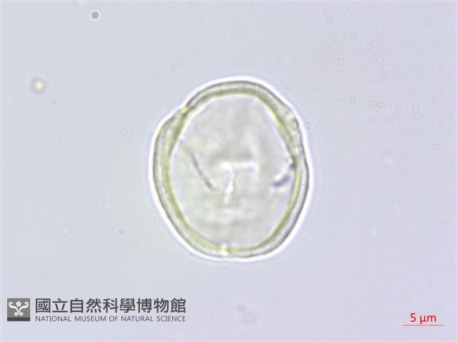 水芹菜藏品圖，第2張