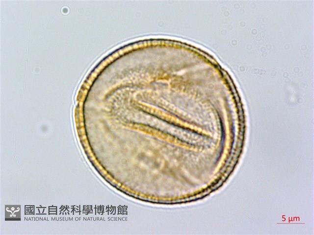 羊蹄藏品圖，第2張