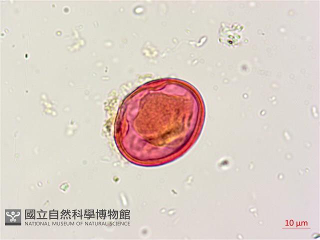 三葉木藍藏品圖，第3張