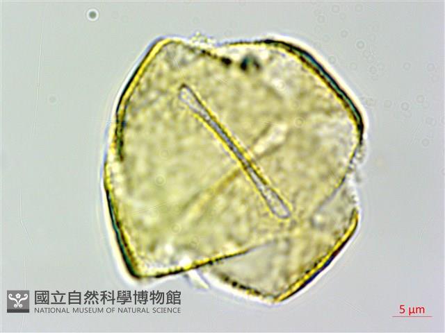 彎果黃菫藏品圖，第2張