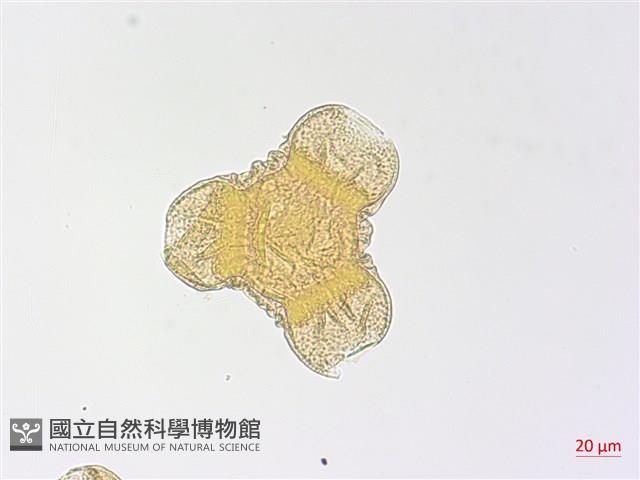 裂葉月見草藏品圖，第2張